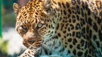 Cats animals puma wallpaper