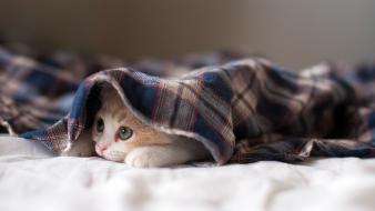 Cats kittens ben torode wallpaper