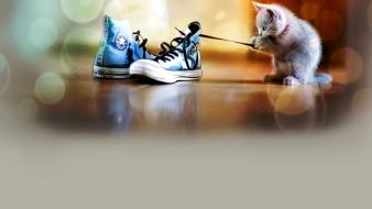 Cats kittens wallpaper