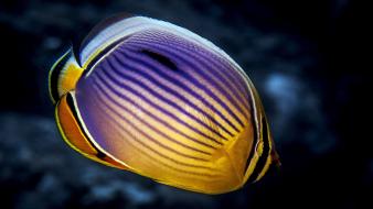Fish underwater butterfly wallpaper