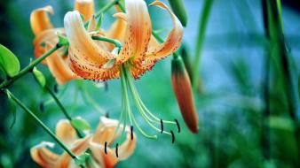 Flowers wallpaper