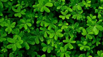 Green wallpaper