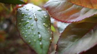 Green water nature rain leaves garden droplet forest wallpaper