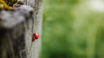 Insects macro depth of field ladybirds blurred background wallpaper