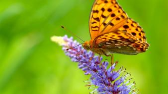 Insects wallpaper
