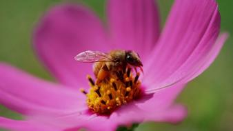 Nature flowers plants bees wallpaper