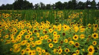 Nature flowers plants wallpaper