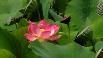 Nature flowers plants wallpaper