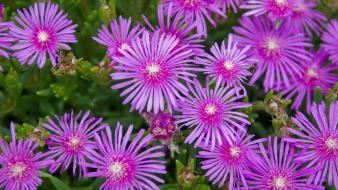 Nature flowers plants wallpaper