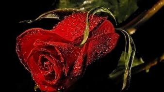 Roses red rose upscaled wallpaper