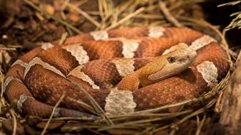 Snakes wallpaper