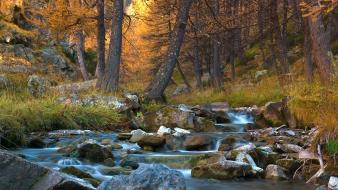 Trees yellow forests grass golden morning creek wallpaper
