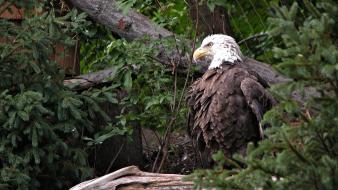 Animals bald eagles birds natural scenery wallpaper