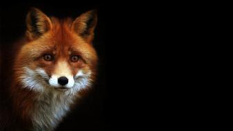 Animals black background foxes wallpaper