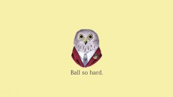 Animals minimalistic owls polar bears quotes