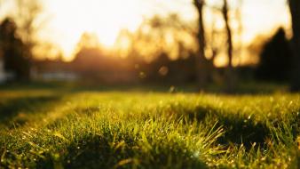 Bokeh depth of field grass landscapes nature wallpaper