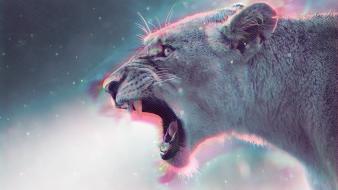 Cats animals puma soul colors sparkle wallpaper