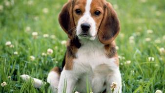 Cute beagle puppies wallpaper