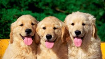 Cute dogs wallpaper