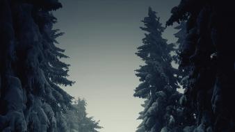 Dark forests monochrome nature outdoors wallpaper