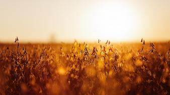 Depth of field evening fields nature sunlight wallpaper