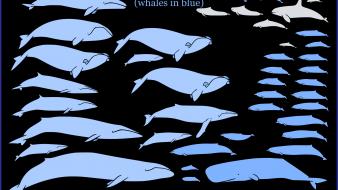 Dolphins infographics whales wallpaper