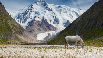 Flowers horses landscapes moss mountains wallpaper