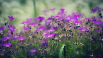 Flowers wallpaper
