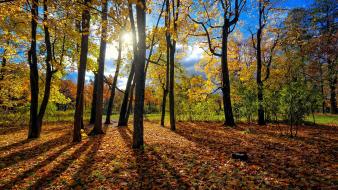 Forests nature outdoors trees wallpaper