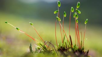Growing plants wallpaper