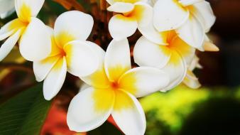 Hawaiian flowers wallpaper