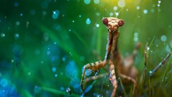 Hd photography animal wallpaper