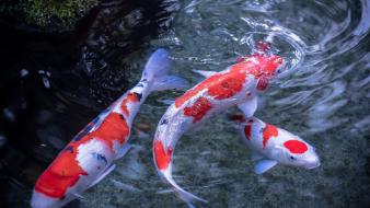 Koi fish wallpaper
