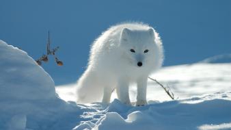 Snow fox pictures wallpaper