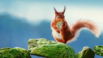Squirrels wallpaper