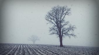 Trees wallpaper