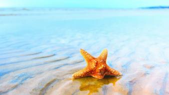 Animals aquatic sea starfish wallpaper