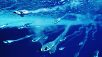 Animals background blue nature penguins wallpaper