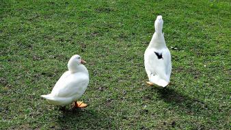 Animals birds ducks grass nature wallpaper
