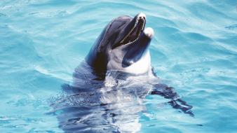 Animals dolphins nature water wallpaper