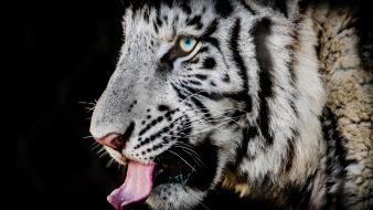 Animals feline nature tigers white tiger wallpaper