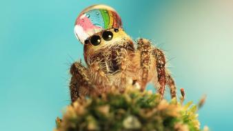 Animals insects macro spiders water drops wallpaper