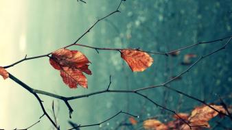 Autumn leaves natural wallpaper