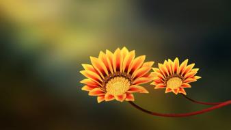 Cute flower backgrounds wallpaper