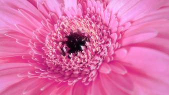 Cute pink background wallpaper
