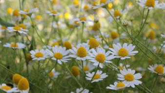 Daisies flowers white wallpaper