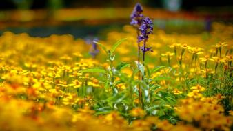 Fields flowers yellow wallpaper