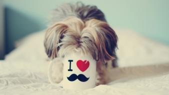 Funny dog wallpaper