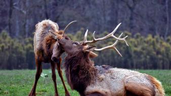 Hdr photography national geographic animals discovery landscapes wallpaper