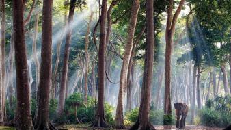 India artwork elephants landscapes nature wallpaper